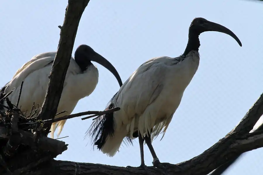 013 | 2011 | Berlin | Tierpark Friedrichsfelde | © carsten riede fotografie