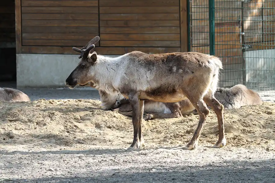 015 | 2011 | Berlin | Tierpark Friedrichsfelde | © carsten riede fotografie