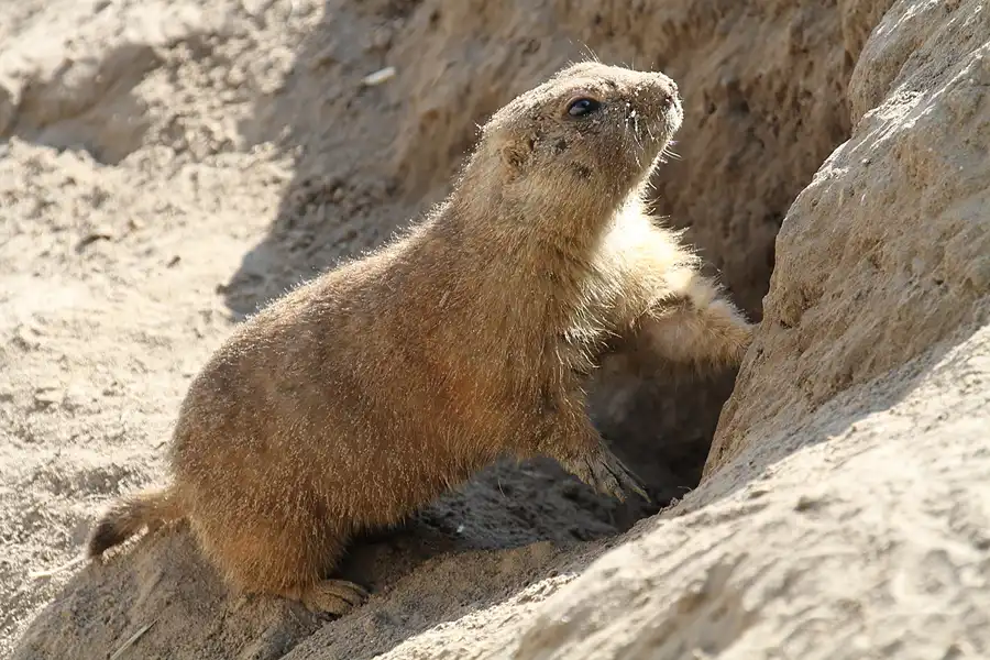 016 | 2011 | Berlin | Tierpark Friedrichsfelde | © carsten riede fotografie