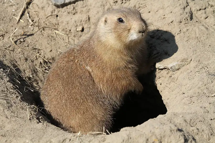 017 | 2011 | Berlin | Tierpark Friedrichsfelde | © carsten riede fotografie
