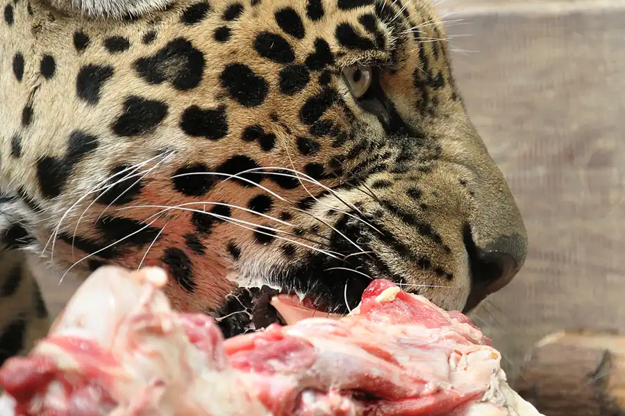 019 | 2011 | Berlin | Tierpark Friedrichsfelde | © carsten riede fotografie