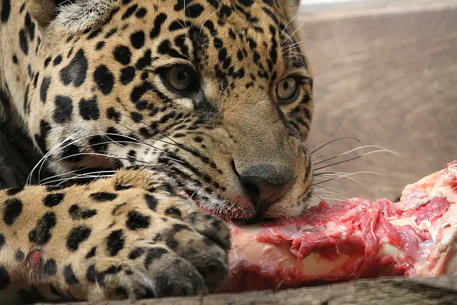 021 | 2011 | Berlin | Tierpark Friedrichsfelde | © carsten riede fotografie