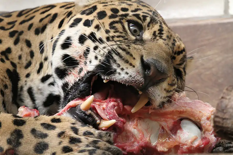 024 | 2011 | Berlin | Tierpark Friedrichsfelde | © carsten riede fotografie