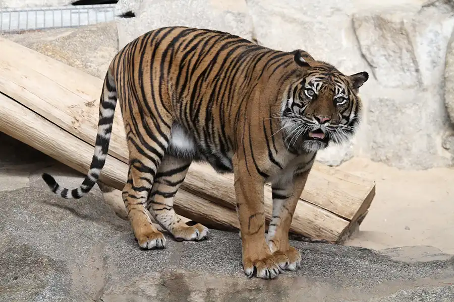 025 | 2011 | Berlin | Tierpark Friedrichsfelde | © carsten riede fotografie