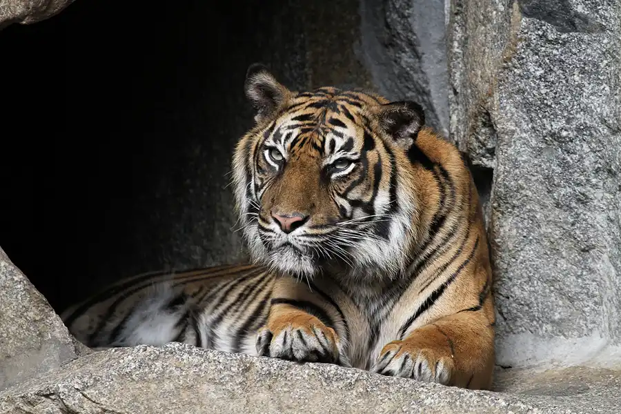 026 | 2011 | Berlin | Tierpark Friedrichsfelde | © carsten riede fotografie