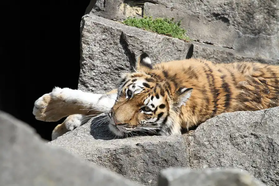 027 | 2011 | Berlin | Tierpark Friedrichsfelde | © carsten riede fotografie