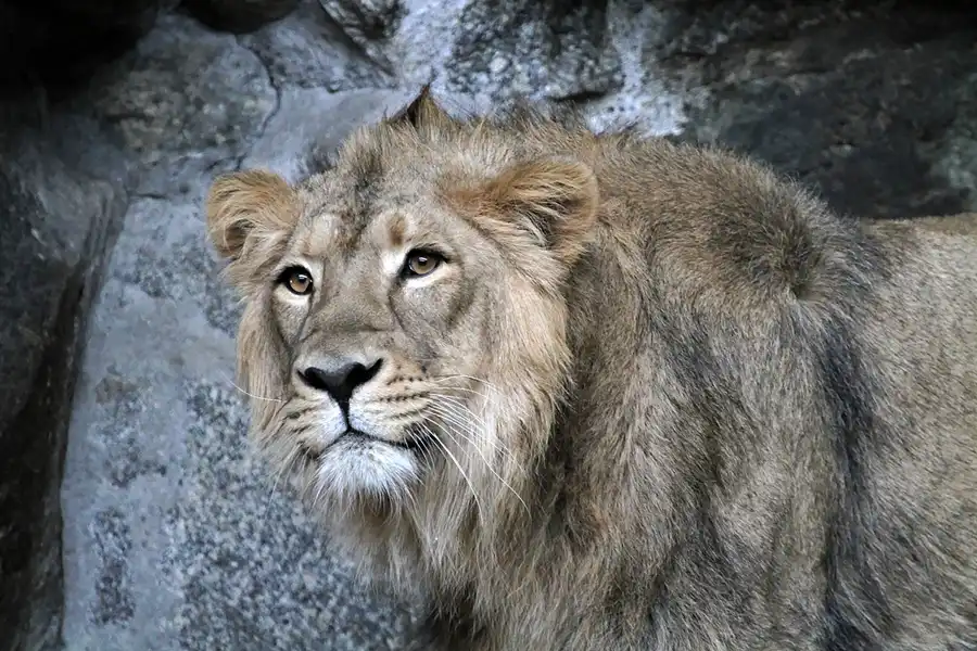 028 | 2011 | Berlin | Tierpark Friedrichsfelde | © carsten riede fotografie