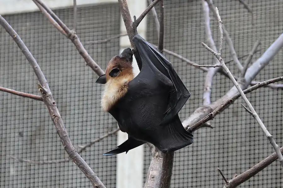 032 | 2011 | Berlin | Tierpark Friedrichsfelde | © carsten riede fotografie