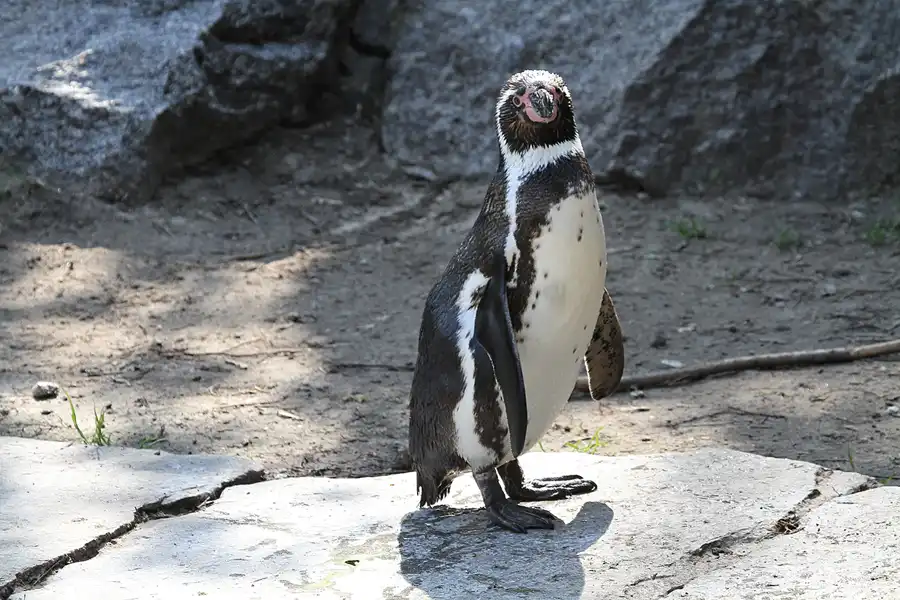 036 | 2011 | Berlin | Tierpark Friedrichsfelde | © carsten riede fotografie