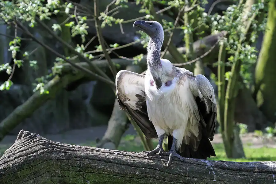 037 | 2011 | Berlin | Tierpark Friedrichsfelde | © carsten riede fotografie