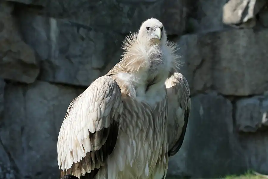 040 | 2011 | Berlin | Tierpark Friedrichsfelde | © carsten riede fotografie