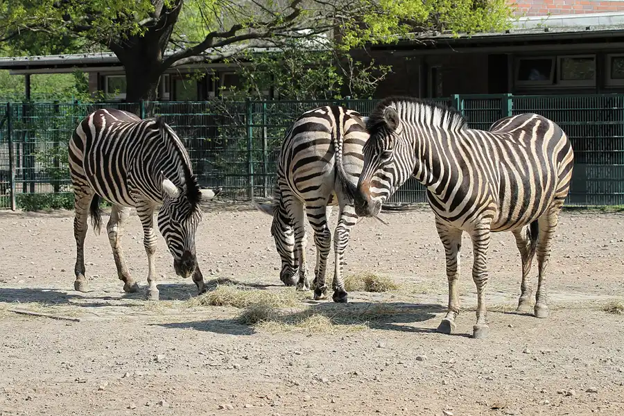 041 | 2011 | Berlin | Tierpark Friedrichsfelde | © carsten riede fotografie