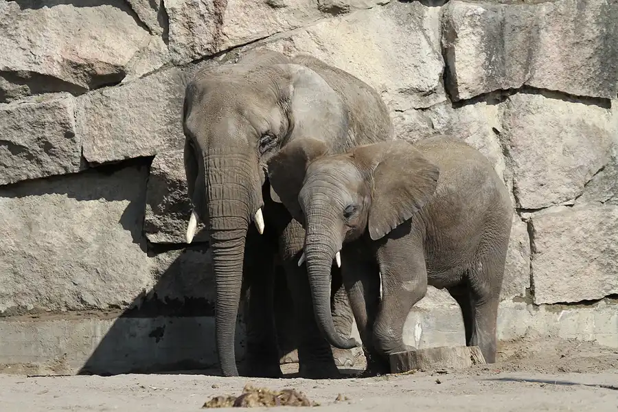 043 | 2011 | Berlin | Tierpark Friedrichsfelde | © carsten riede fotografie
