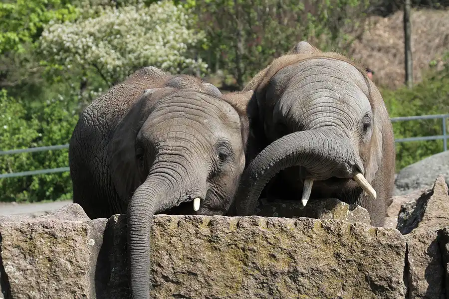 044 | 2011 | Berlin | Tierpark Friedrichsfelde | © carsten riede fotografie