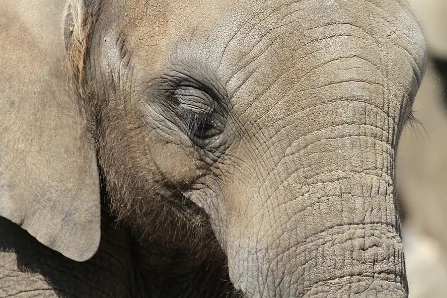 045 | 2011 | Berlin | Tierpark Friedrichsfelde | © carsten riede fotografie