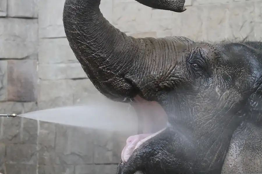 047 | 2011 | Berlin | Tierpark Friedrichsfelde | © carsten riede fotografie