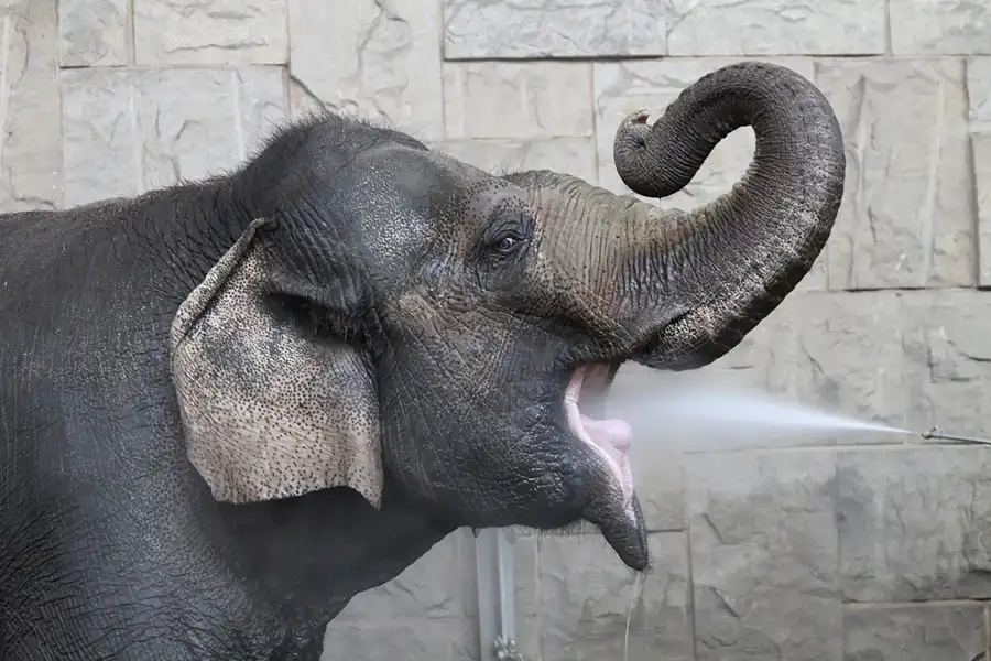 048 | 2011 | Berlin | Tierpark Friedrichsfelde | © carsten riede fotografie