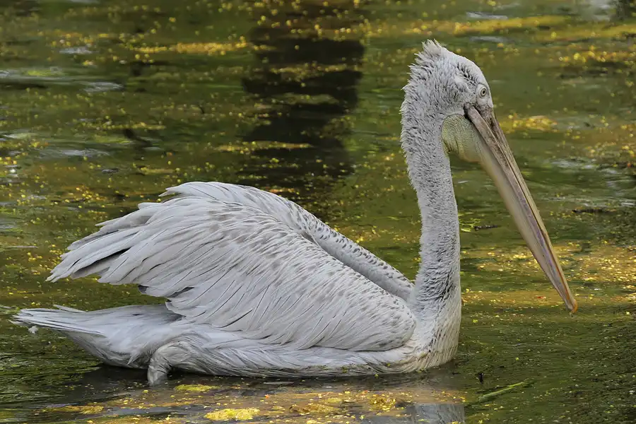 101 | 2011 | Berlin | Tierpark Friedrichsfelde | © carsten riede fotografie