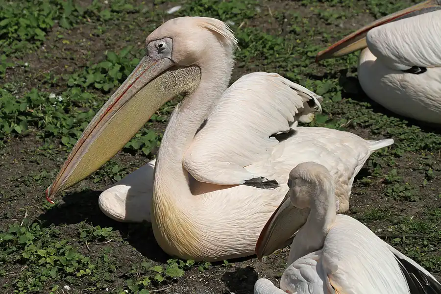 102 | 2011 | Berlin | Tierpark Friedrichsfelde | © carsten riede fotografie