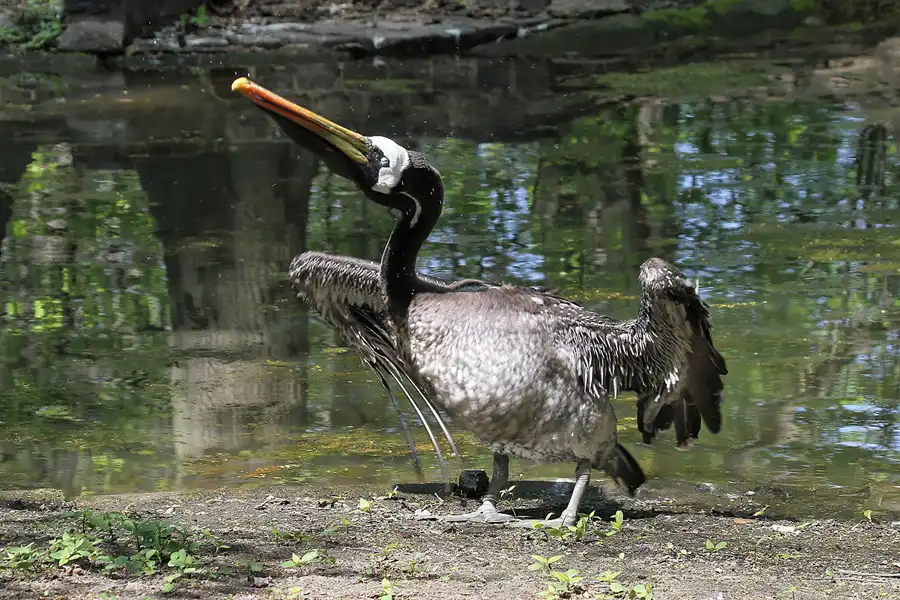 103 | 2011 | Berlin | Tierpark Friedrichsfelde | © carsten riede fotografie