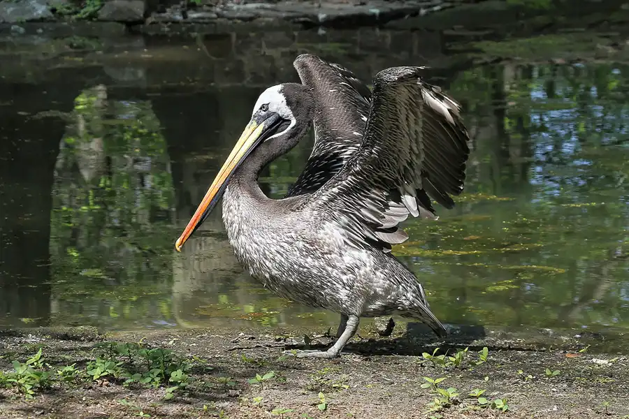 104 | 2011 | Berlin | Tierpark Friedrichsfelde | © carsten riede fotografie
