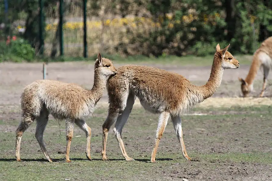 105 | 2011 | Berlin | Tierpark Friedrichsfelde | © carsten riede fotografie