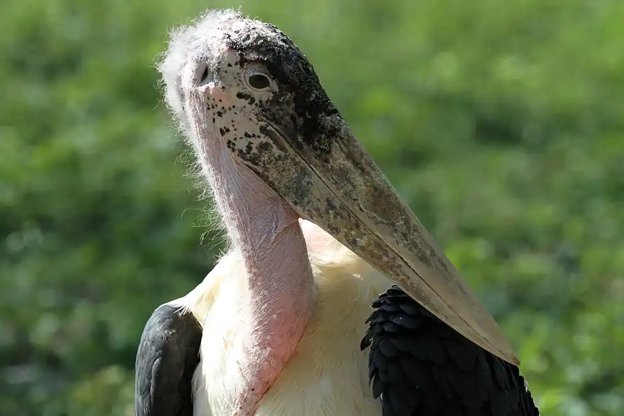 107 | 2011 | Berlin | Tierpark Friedrichsfelde | © carsten riede fotografie