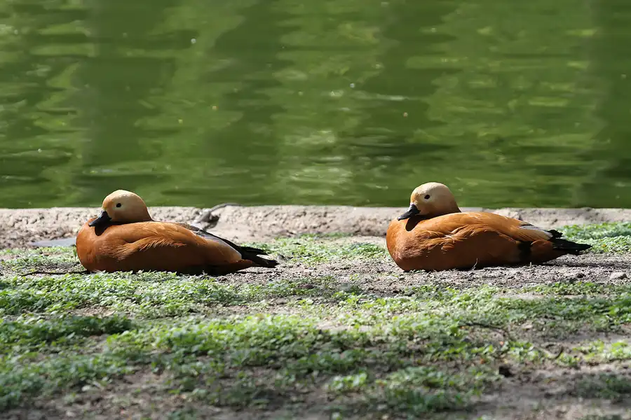 110 | 2011 | Berlin | Tierpark Friedrichsfelde | © carsten riede fotografie