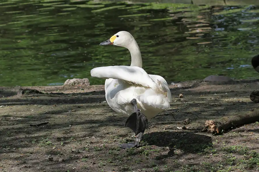 111 | 2011 | Berlin | Tierpark Friedrichsfelde | © carsten riede fotografie