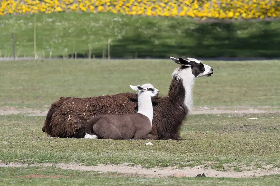 114 | 2011 | Berlin | Tierpark Friedrichsfelde | © carsten riede fotografie