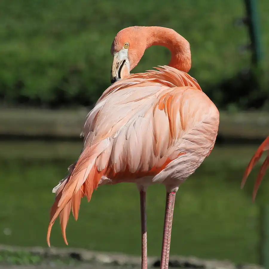 118 | 2011 | Berlin | Tierpark Friedrichsfelde | © carsten riede fotografie