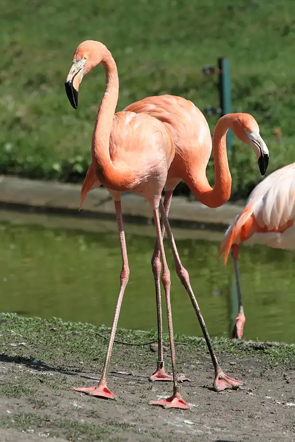 119 | 2011 | Berlin | Tierpark Friedrichsfelde | © carsten riede fotografie