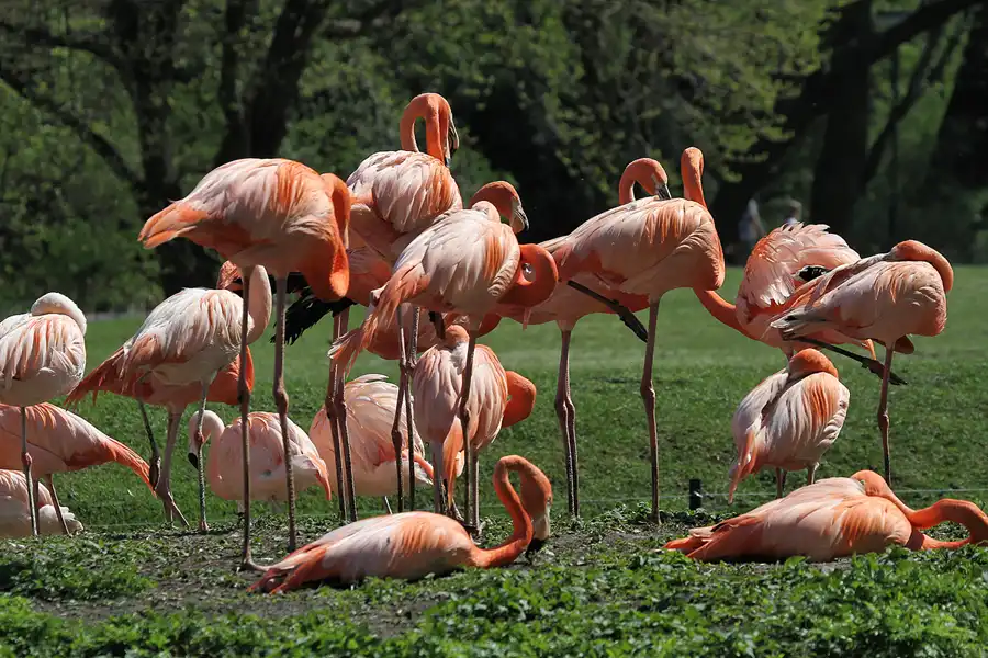 122 | 2011 | Berlin | Tierpark Friedrichsfelde | © carsten riede fotografie