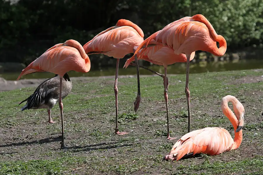 123 | 2011 | Berlin | Tierpark Friedrichsfelde | © carsten riede fotografie