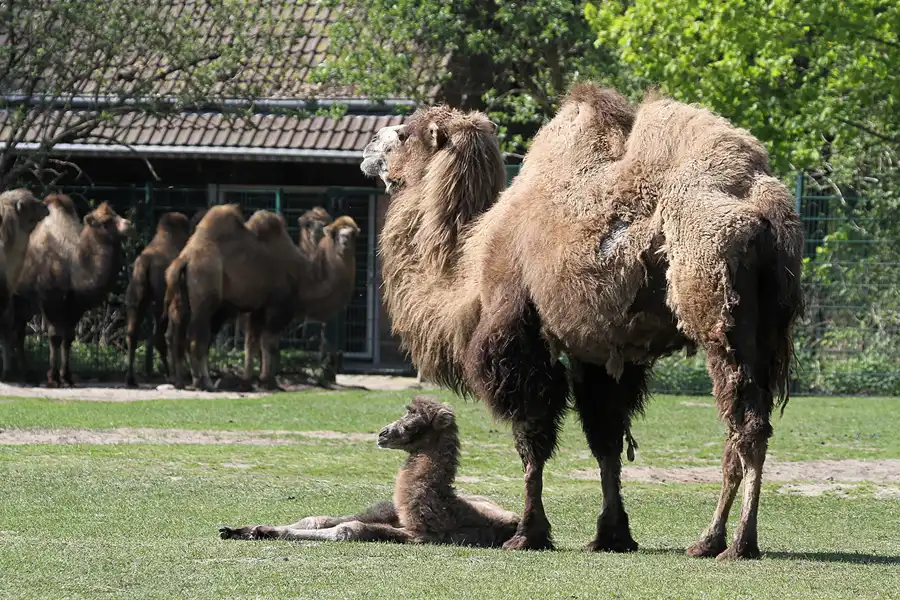 124 | 2011 | Berlin | Tierpark Friedrichsfelde | © carsten riede fotografie