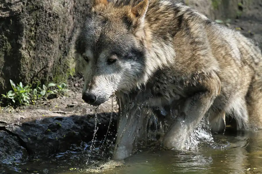 125 | 2011 | Berlin | Tierpark Friedrichsfelde | © carsten riede fotografie