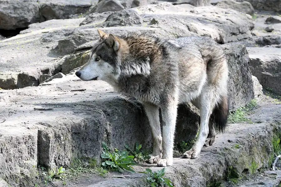 126 | 2011 | Berlin | Tierpark Friedrichsfelde | © carsten riede fotografie