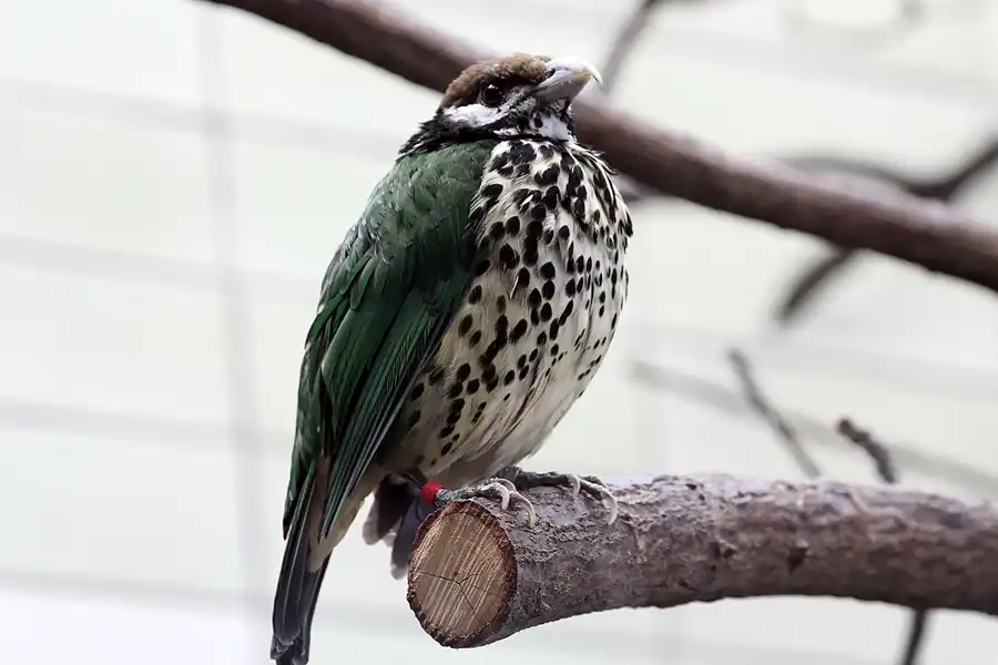 127 | 2011 | Berlin | Tierpark Friedrichsfelde | © carsten riede fotografie