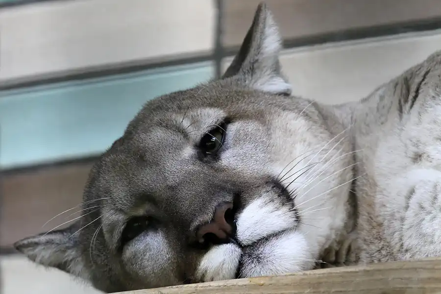128 | 2011 | Berlin | Tierpark Friedrichsfelde | © carsten riede fotografie