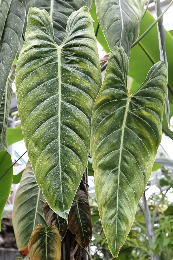 006 | 2011 | Berlin | Botanischer Garten | © carsten riede fotografie