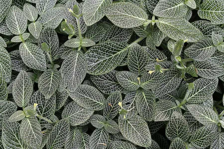 007 | 2011 | Berlin | Botanischer Garten | © carsten riede fotografie