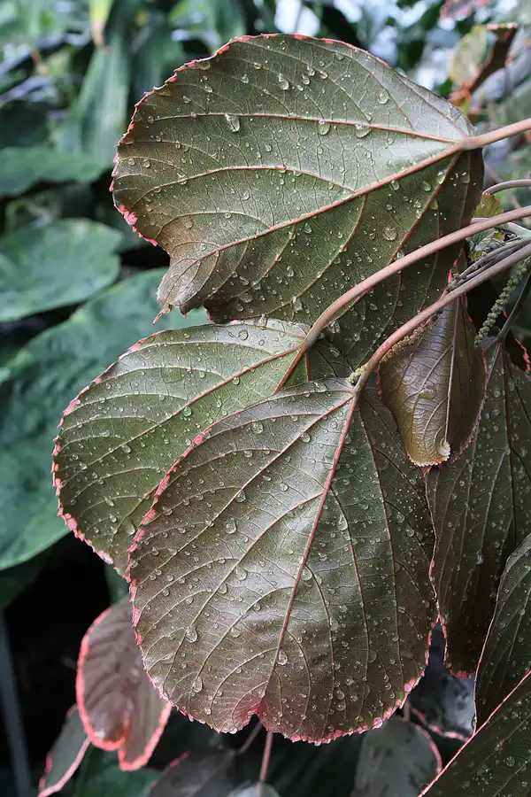011 | 2011 | Berlin | Botanischer Garten | © carsten riede fotografie