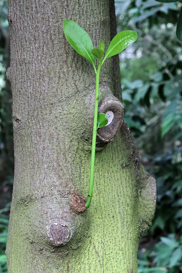 020 | 2011 | Berlin | Botanischer Garten | © carsten riede fotografie