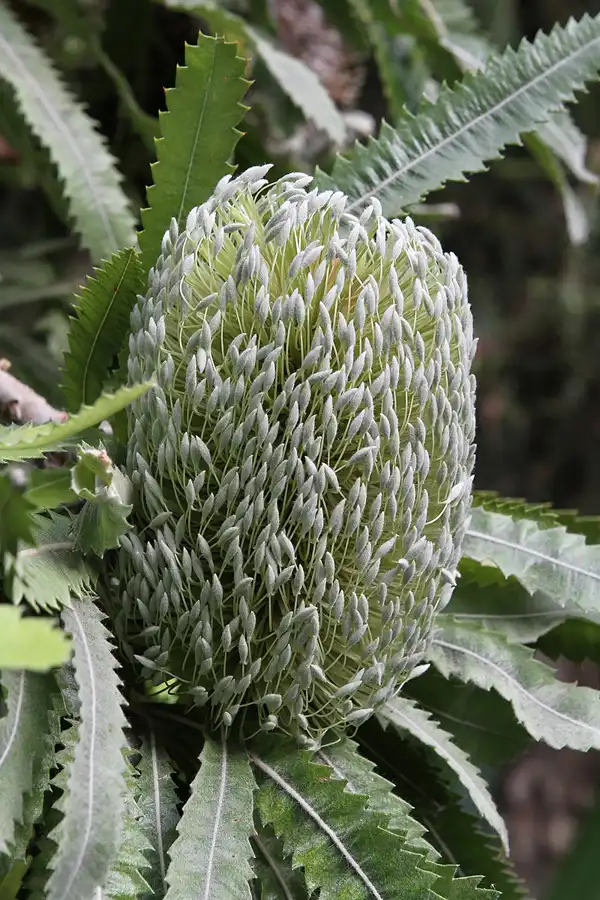 022 | 2011 | Berlin | Botanischer Garten | © carsten riede fotografie