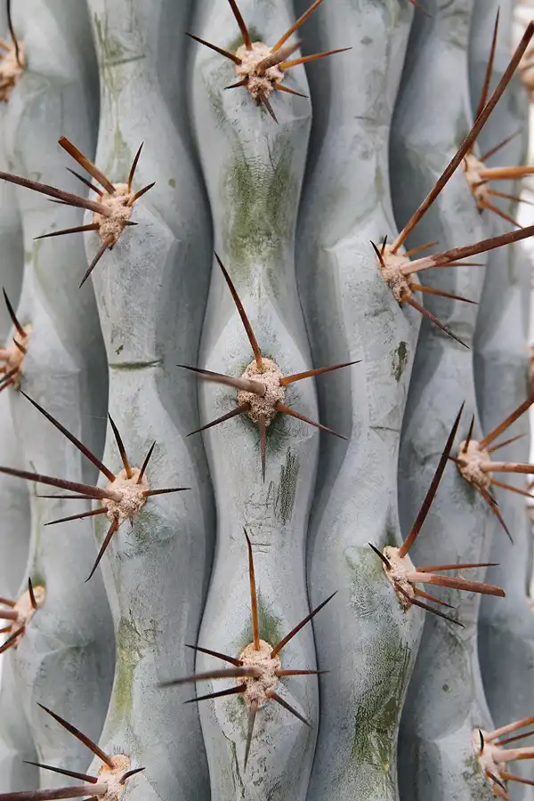 023 | 2011 | Berlin | Botanischer Garten | © carsten riede fotografie