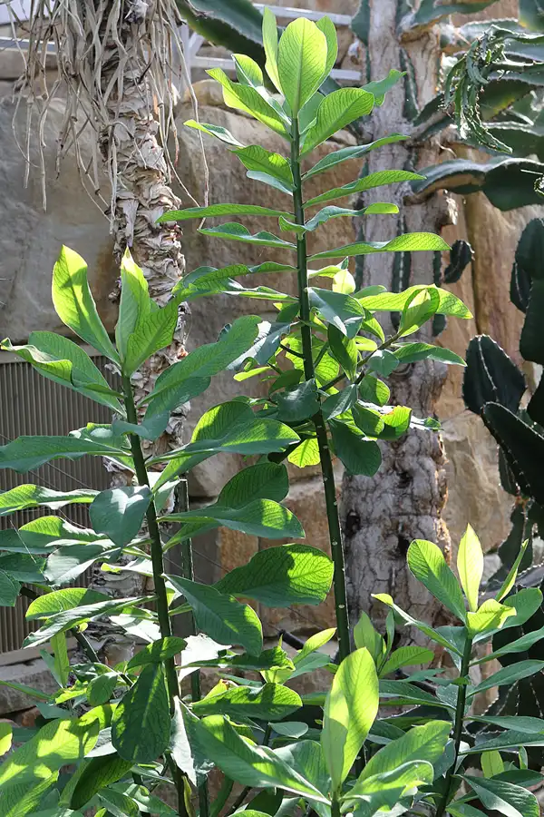 026 | 2011 | Berlin | Botanischer Garten | © carsten riede fotografie