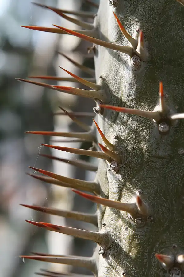 027 | 2011 | Berlin | Botanischer Garten | © carsten riede fotografie
