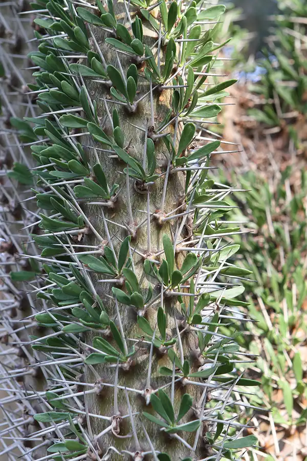 028 | 2011 | Berlin | Botanischer Garten | © carsten riede fotografie