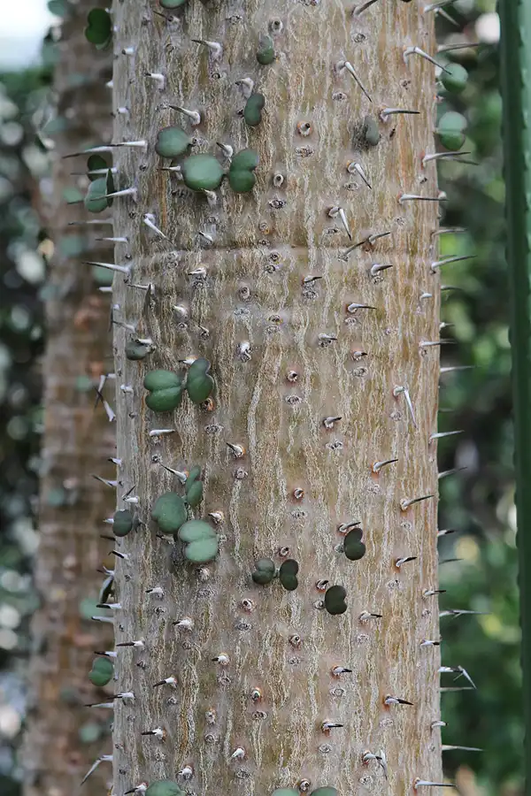 029 | 2011 | Berlin | Botanischer Garten | © carsten riede fotografie