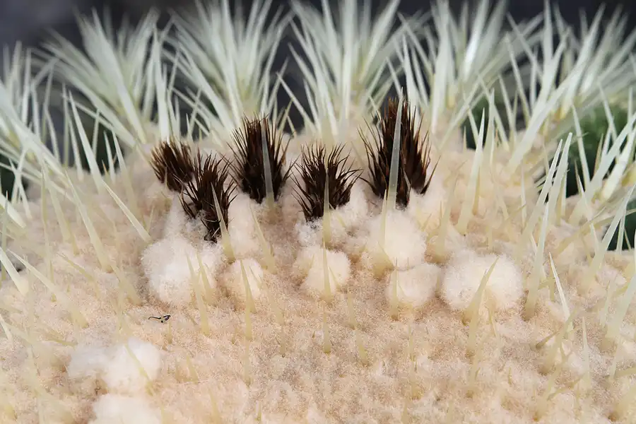 031 | 2011 | Berlin | Botanischer Garten | © carsten riede fotografie